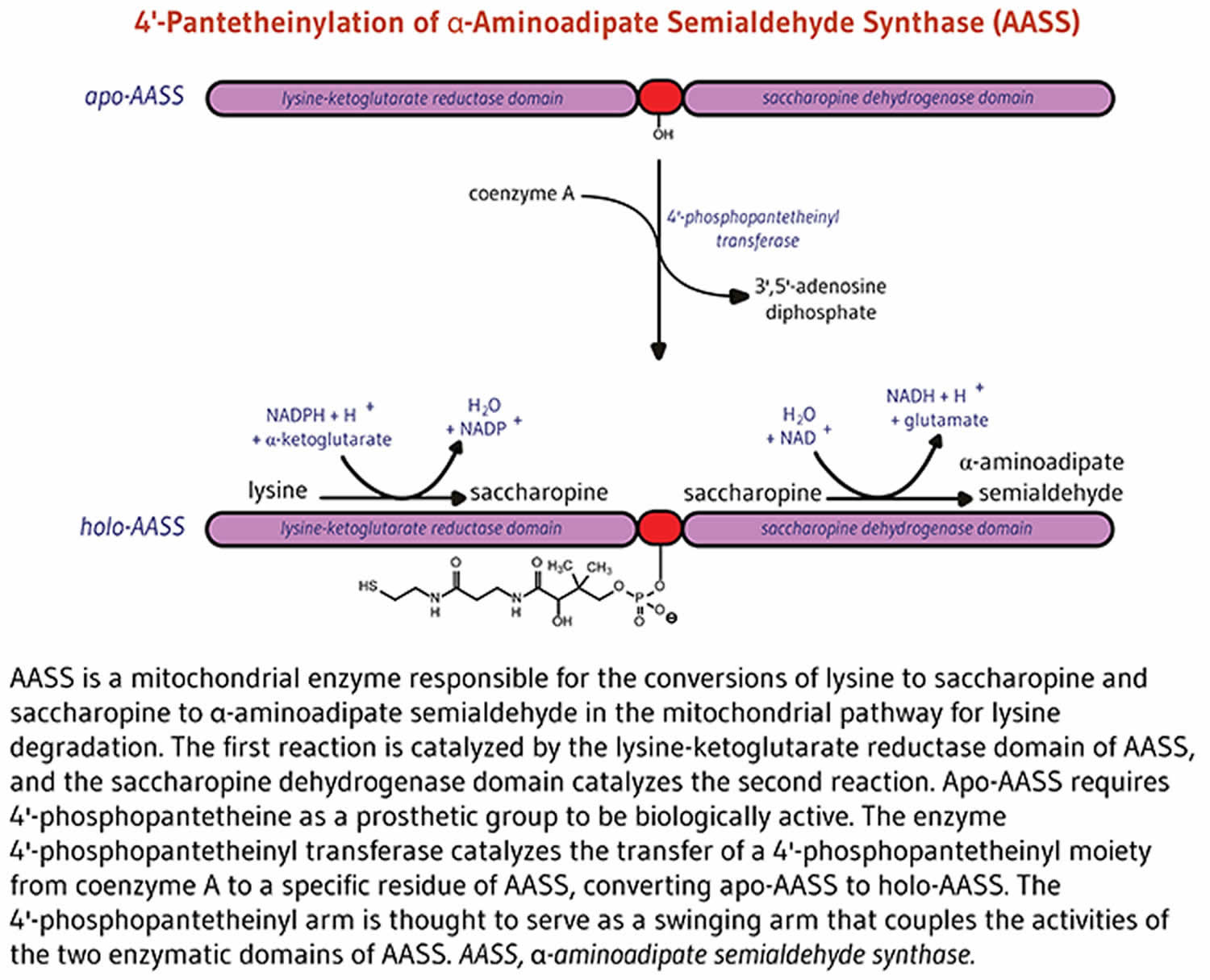 Alpha-aminoadipate semialdehyde synthase function