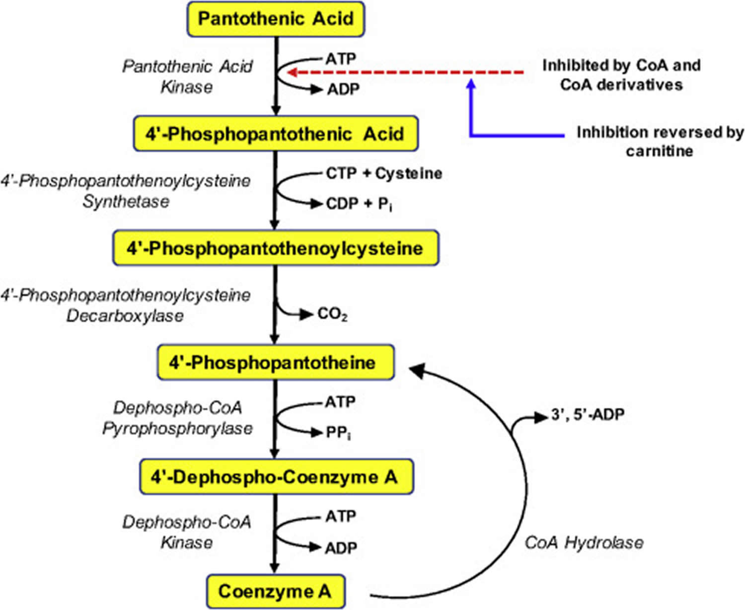 Coenzyme A synthesis from Pantothenic Acid