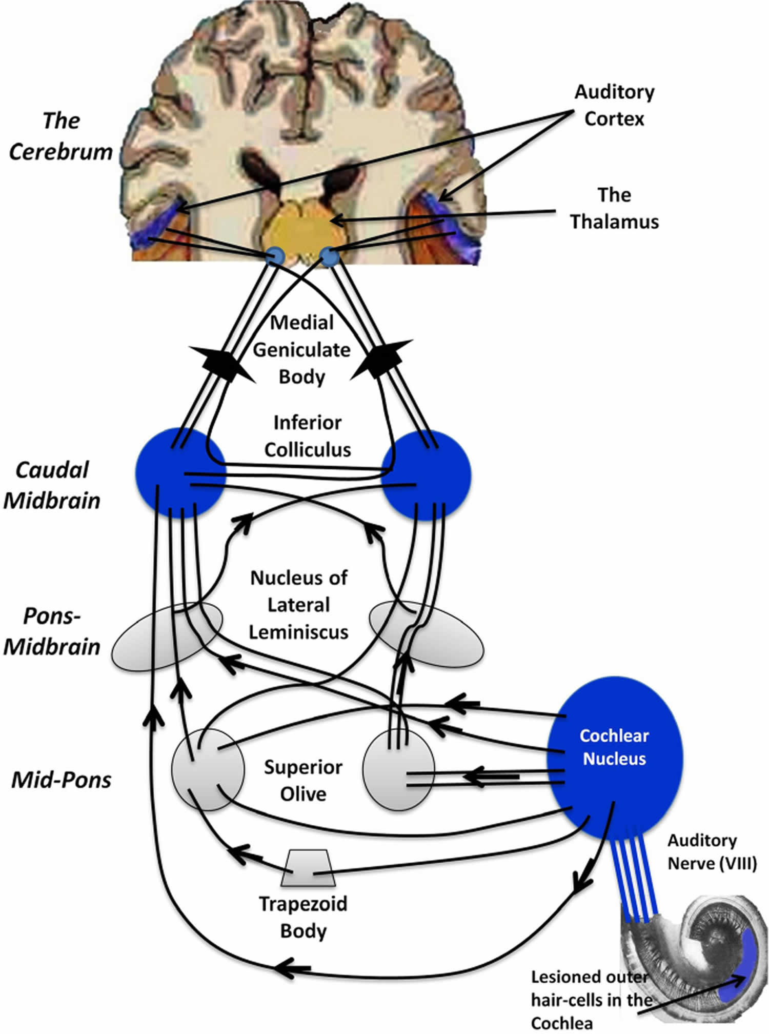 Peripheral and central auditory pathways
