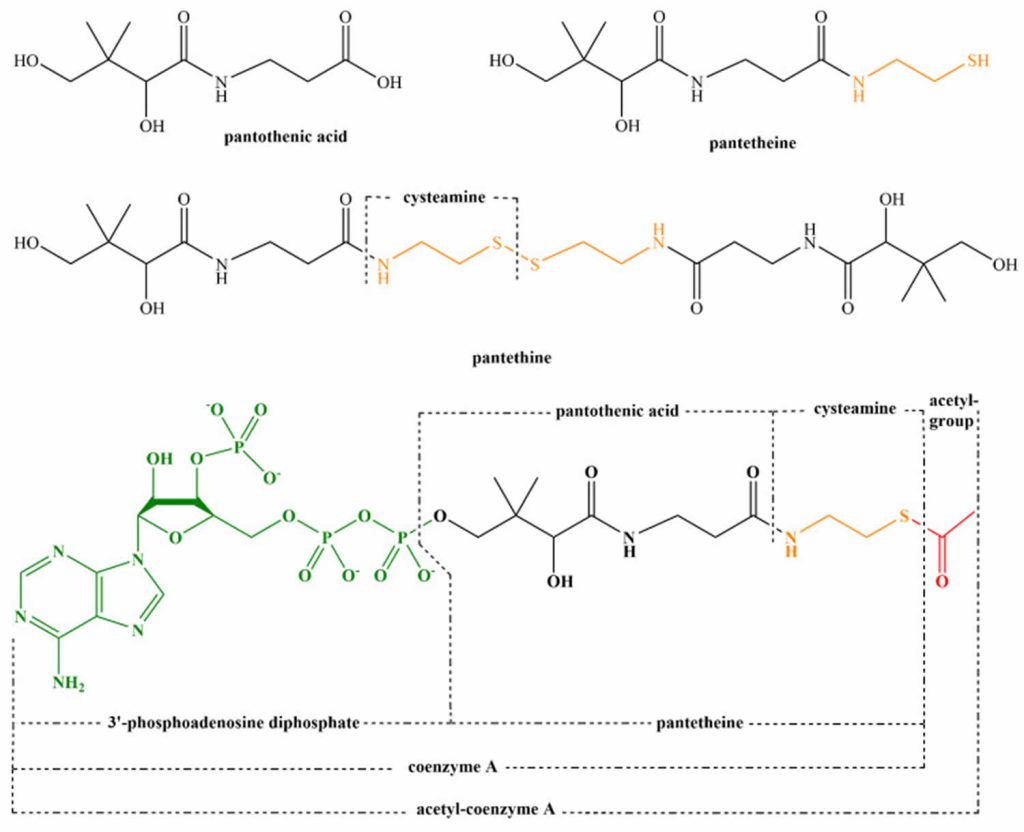 Pantothenic Acid, Vitamin B5, Benefits, Food Sources, Side Effects & Safety