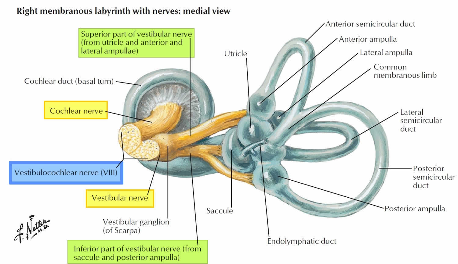 Vestibulocochlear nerve branches