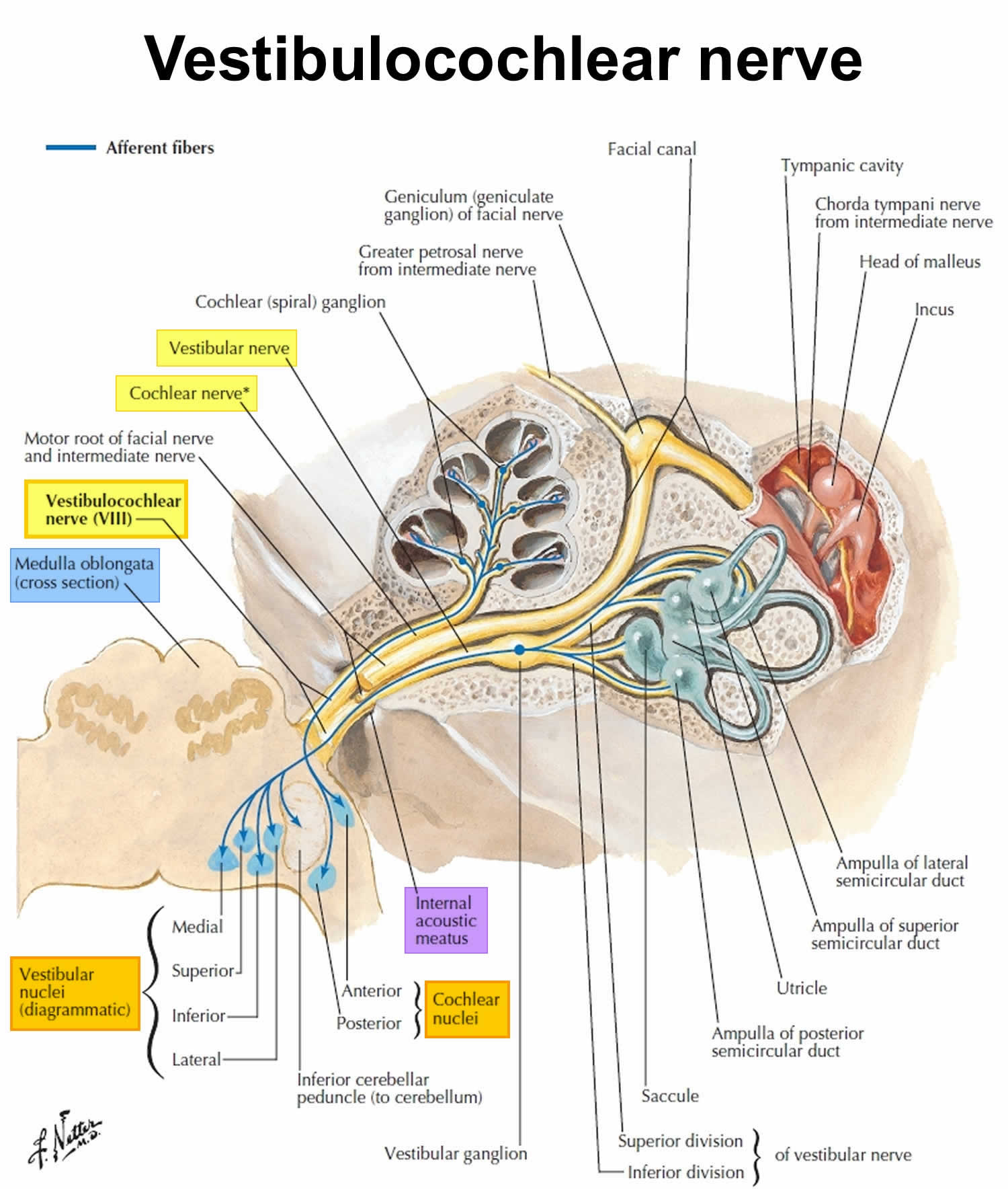 Vestibulocochlear nerve origin and destination