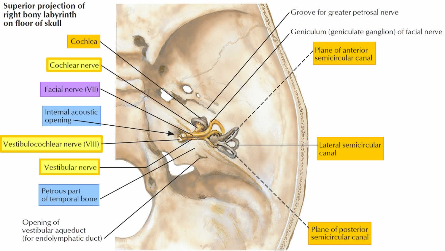 Vestibulocochlear nerve in the petrous temporal bone