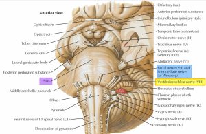 Vestibulocochlear nerve anatomy, location, function, damage & test