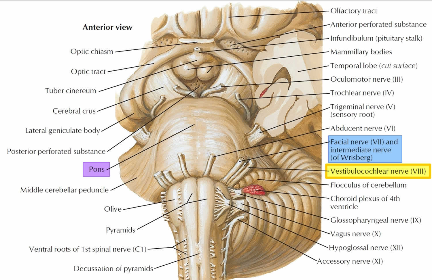 Vestibulocochlear nerve enters the brain stem at the pons