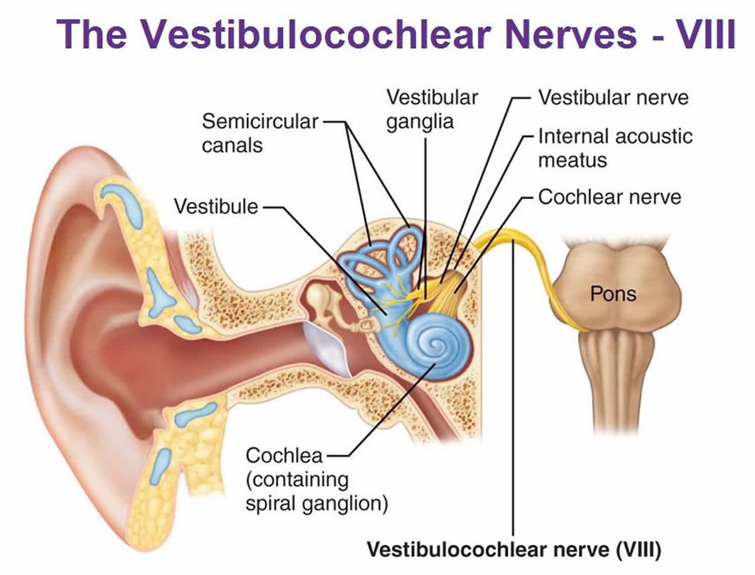 vestibulocochlear-nerve