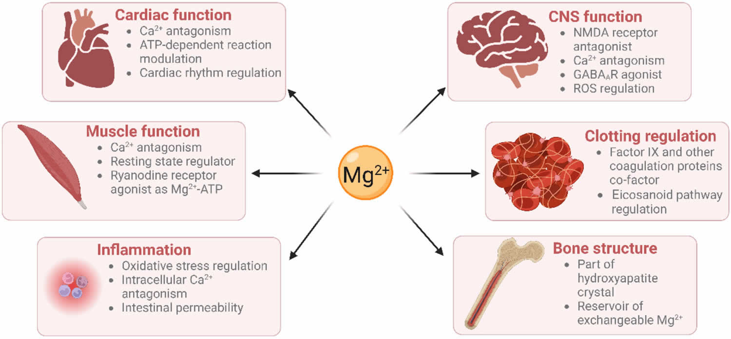 Magnesium function