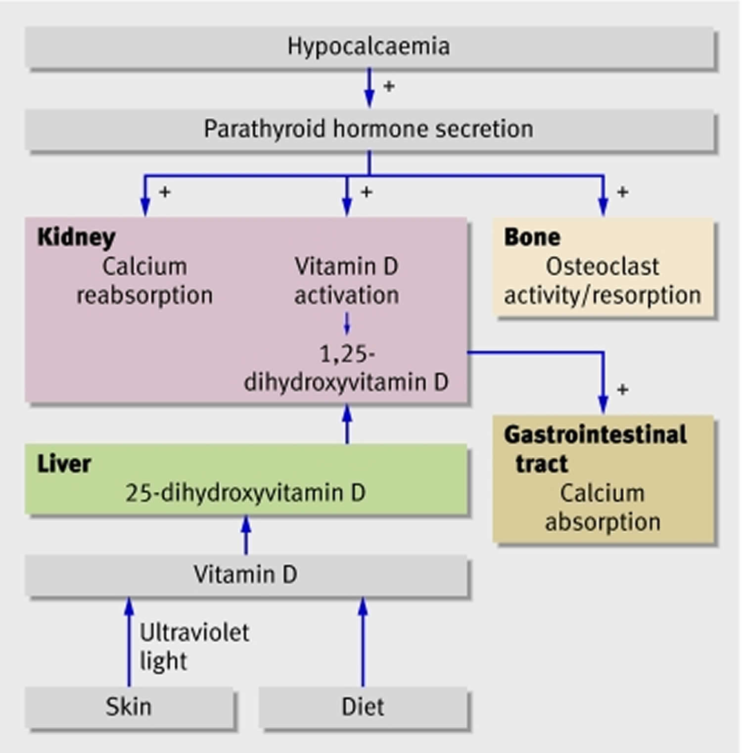 Calcium Deficiency Causes Symptoms Diagnosis Treatment Prognosis