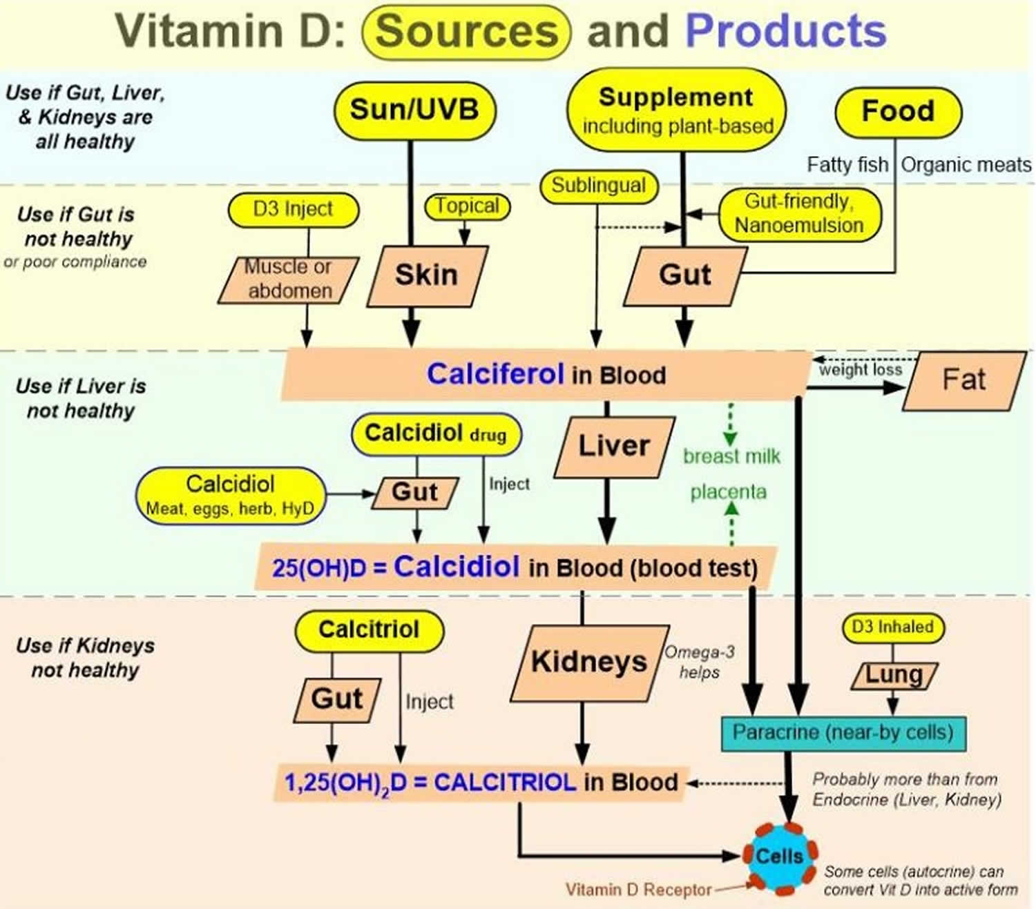 Vitamin D physiology