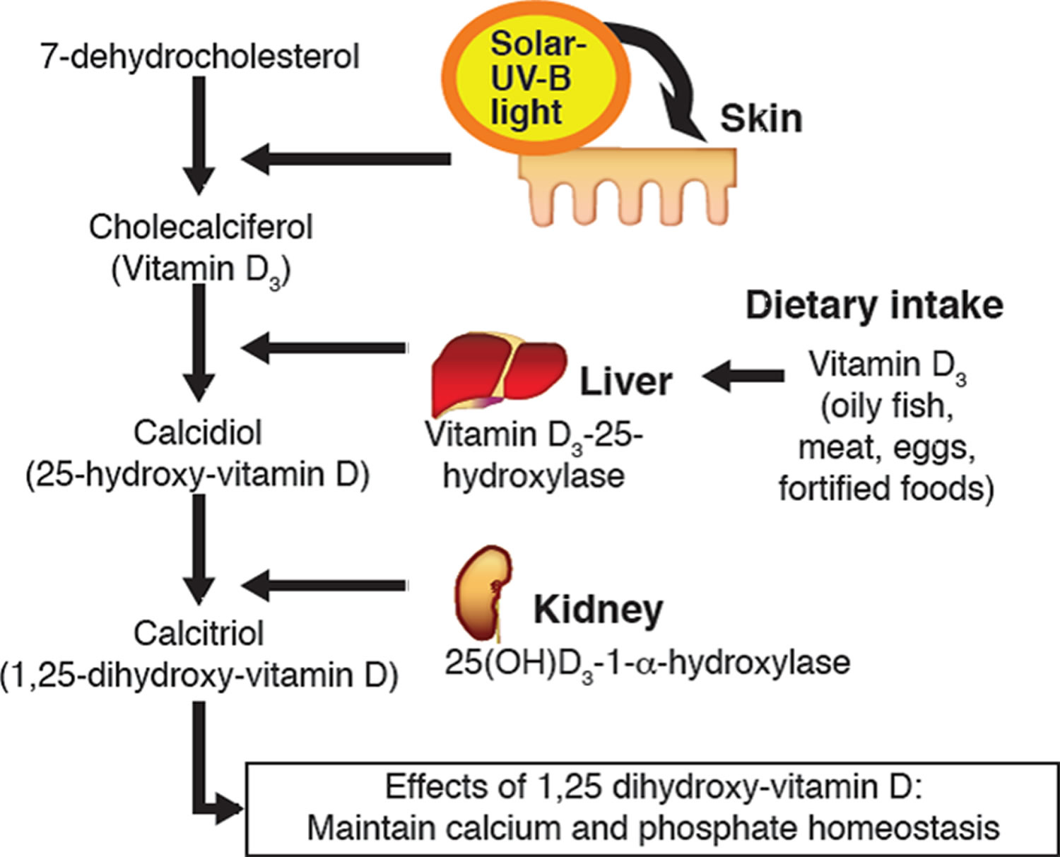 vitamin D production in the skin