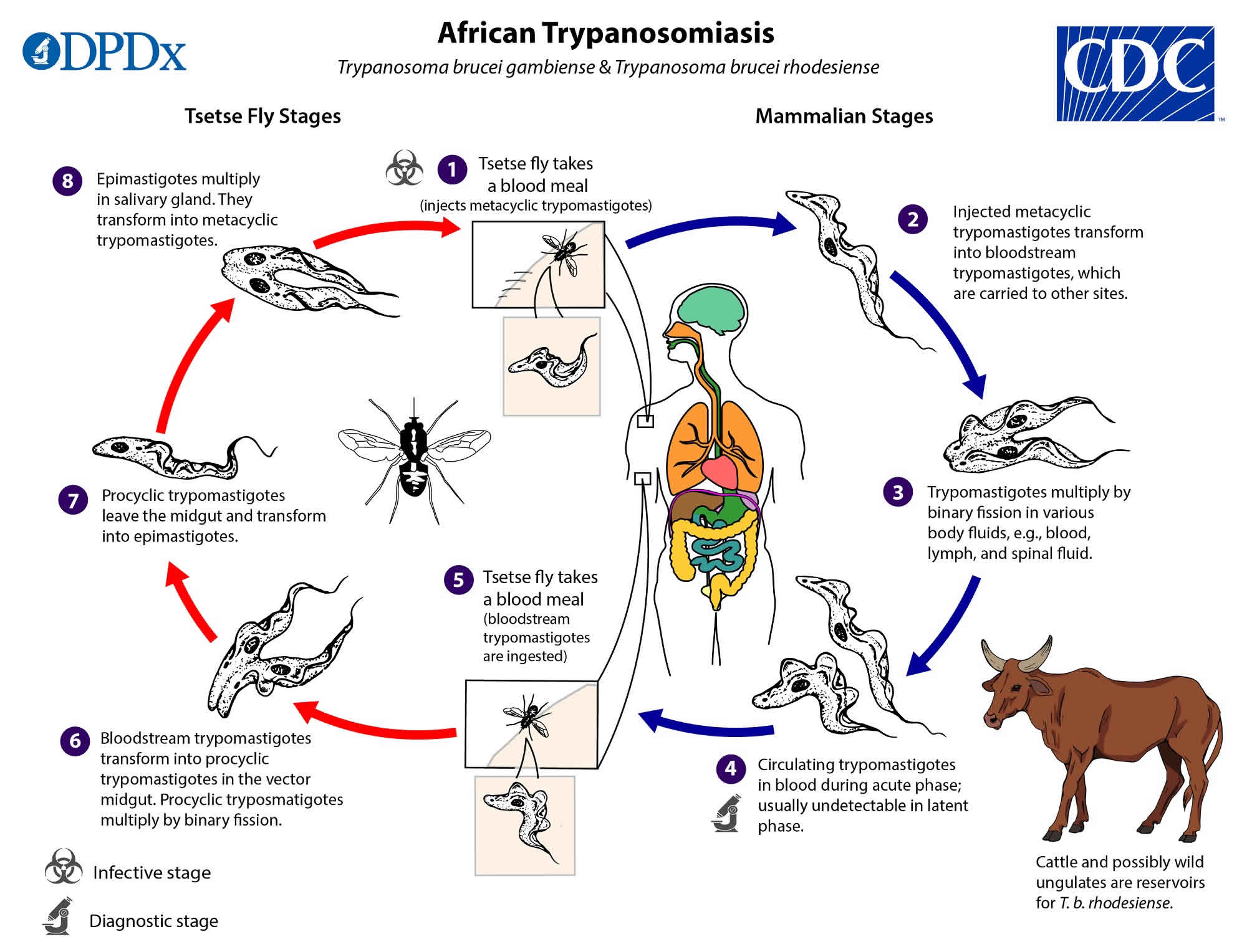 African trypanosomiasis life cycle