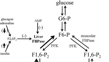 Aldolase