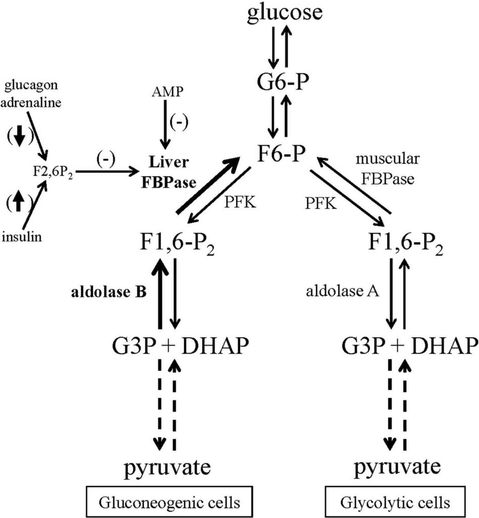 Aldolase enzyme function, blood test, levels & aldolase deficiency