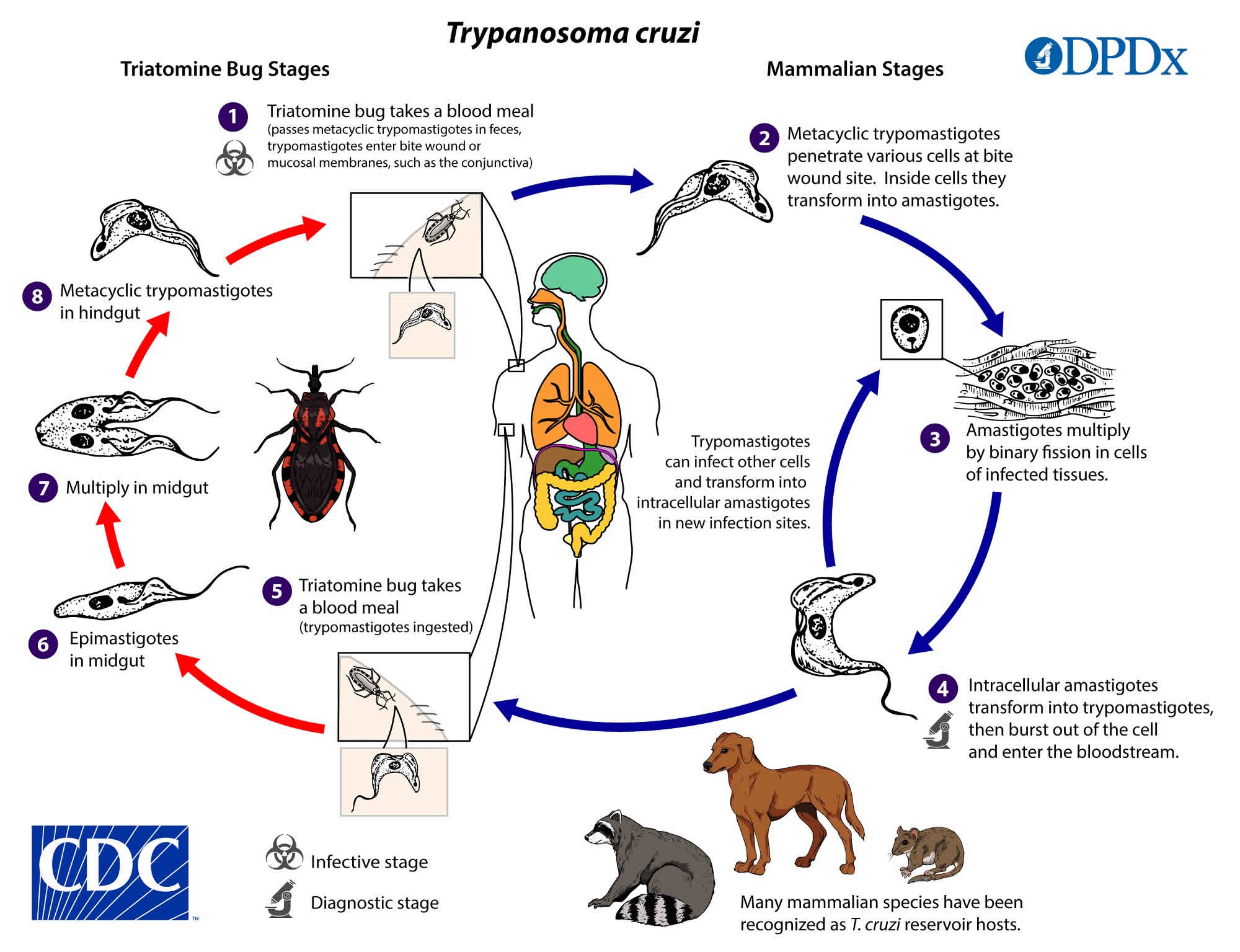 American trypanosomiasis life cycle