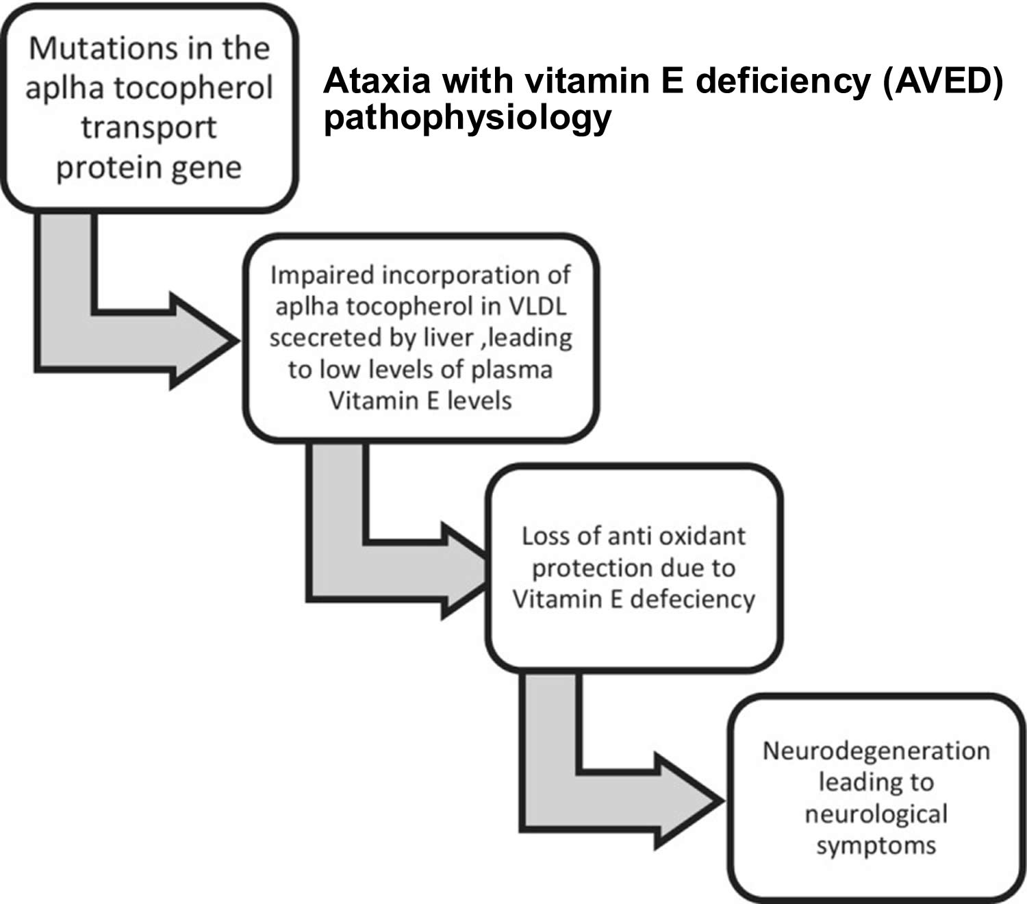 Ataxia with vitamin E deficiency pathophysiology