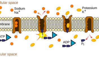 hyperkalemic periodic paralysis