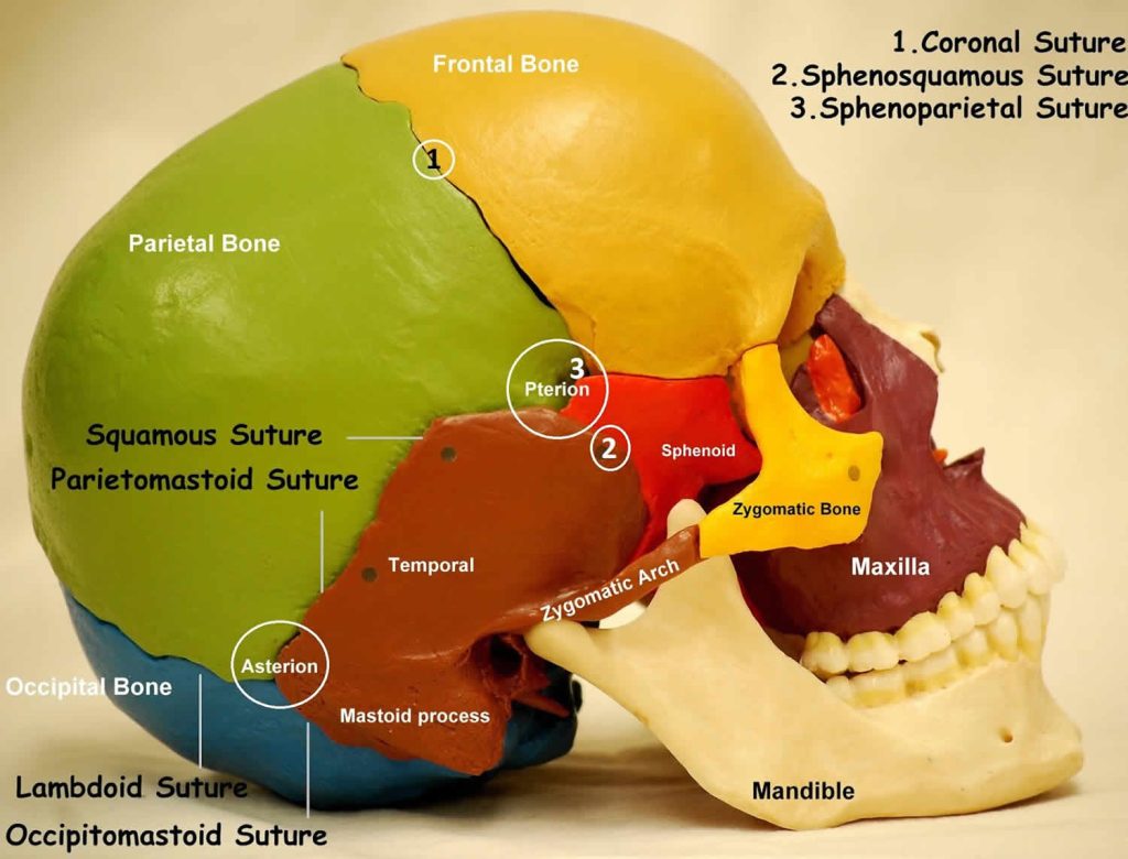 Zygoma anatomy, zygoma fracture & zygoma surgery