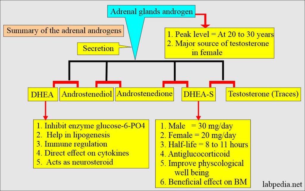 DHEAsulfate test, causes high or low DHEAS levels in females and males