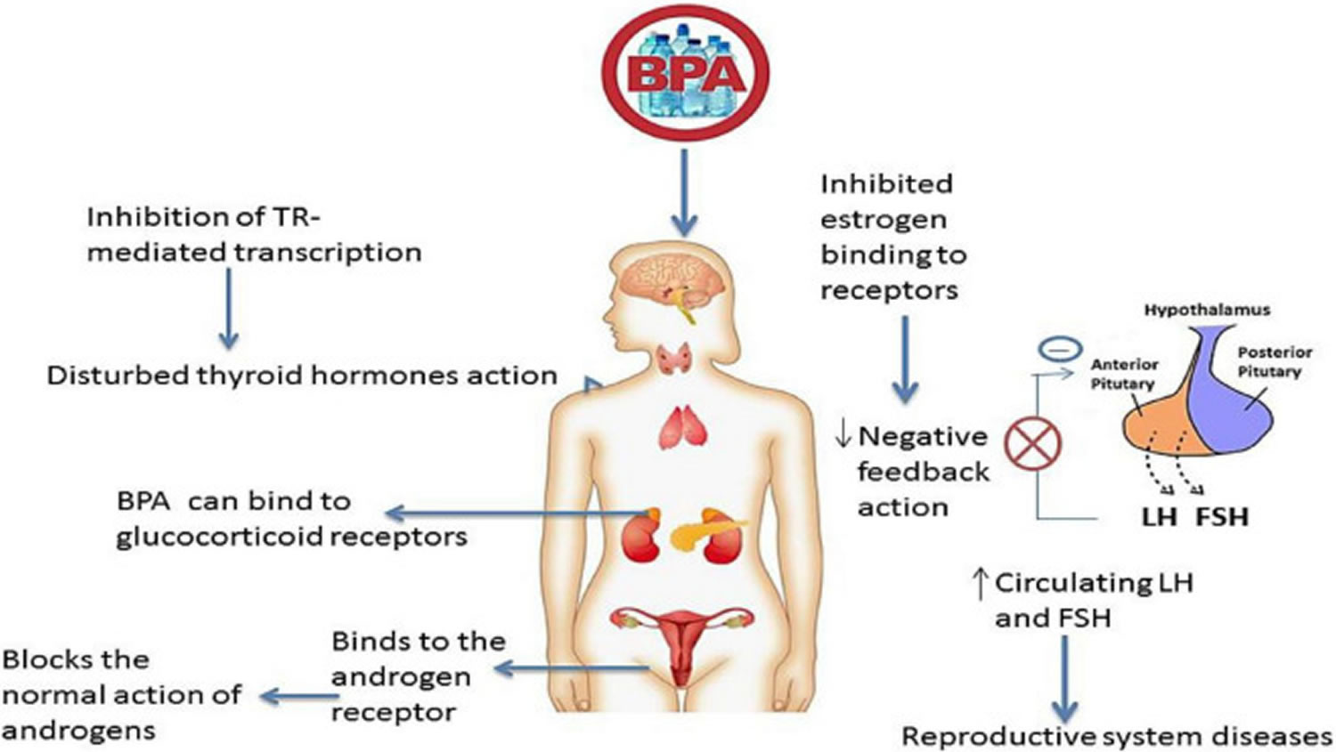 Bisphenol A is an endocrine disruptor