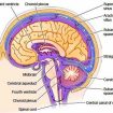 Cerebrospinal fluid