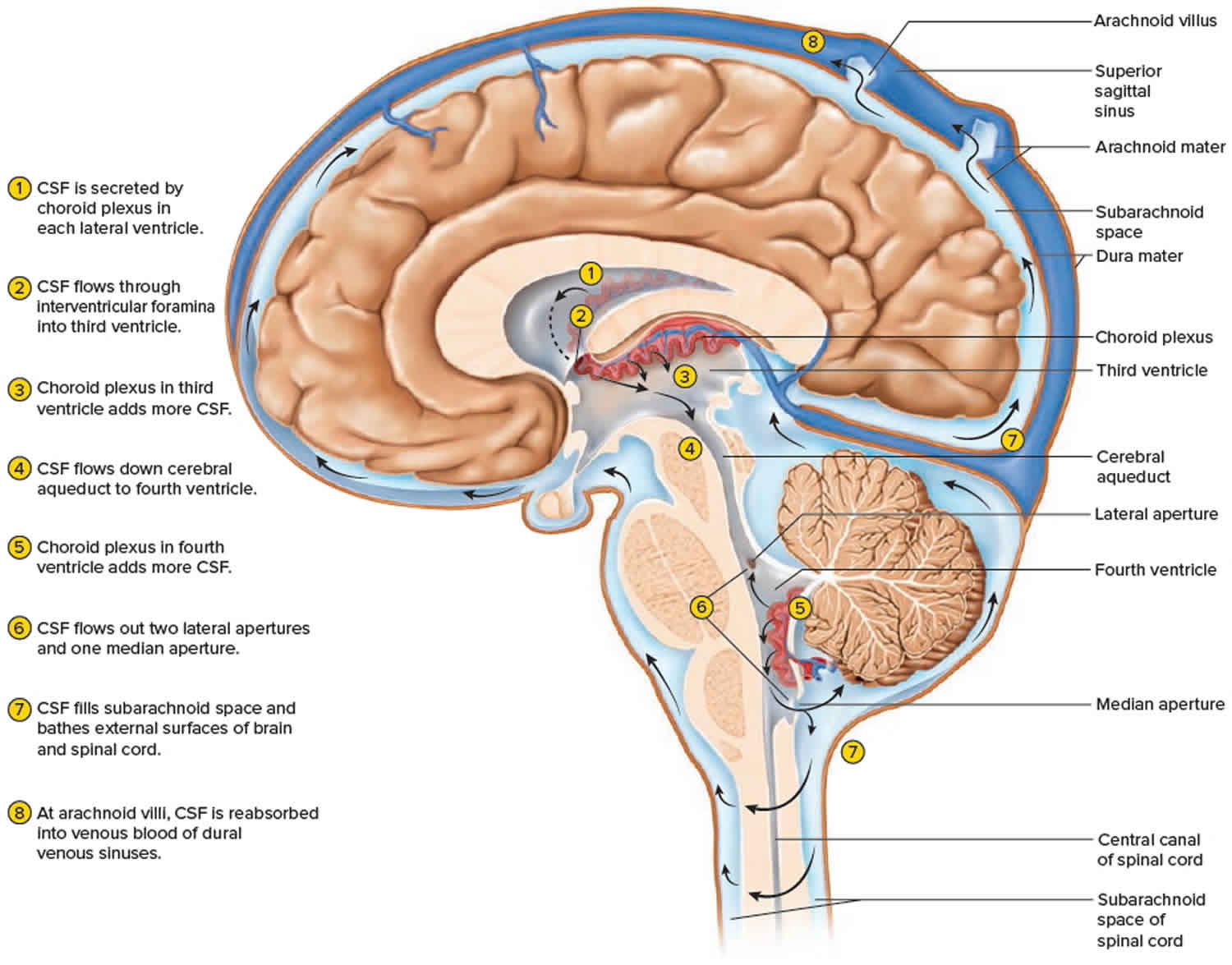 Cerebrospinal fluid formation and circulation in the brain