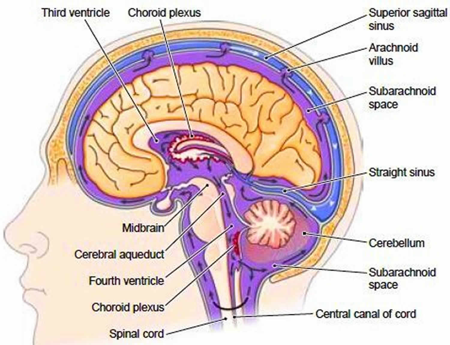 cerebrospinal-fluid-source-of-production-function-circulation-leak