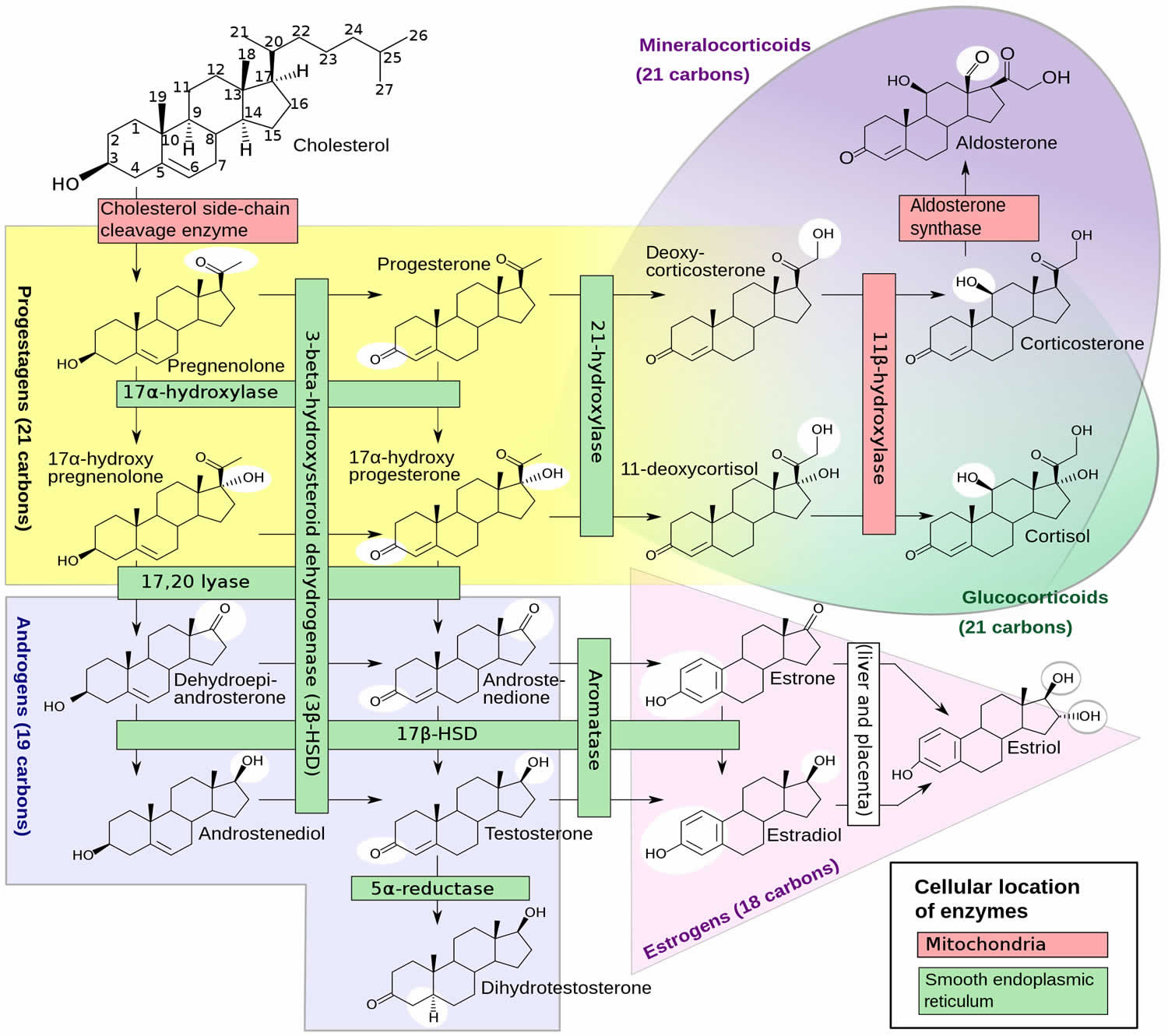 dehydroepiandrosterone biosynthesis