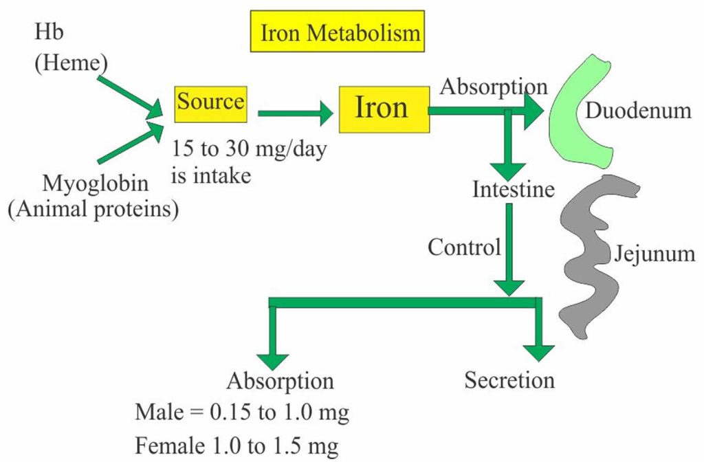 Total ironbinding capacity definition, function, causes of high or low