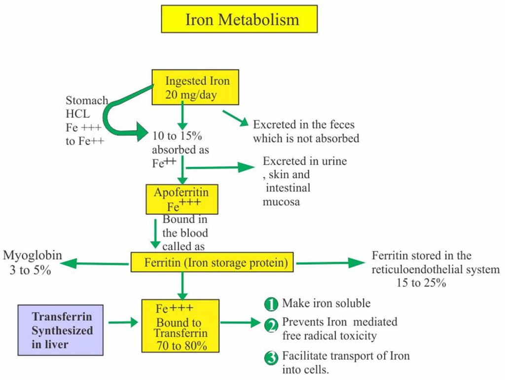 Total ironbinding capacity definition, function, causes of high or low