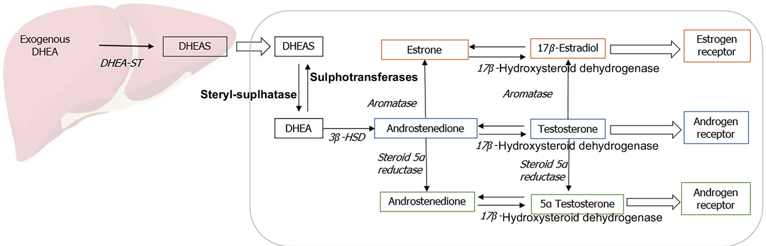 Metabolism of dehydroepiandrosterone