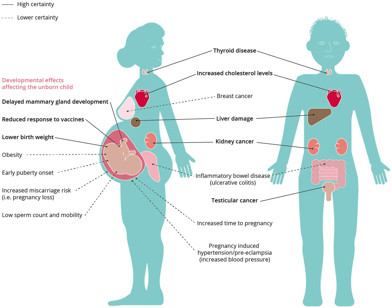 PFAS effects on human health