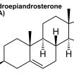 dehydroepiandrosterone