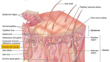 arrector-pili-muscle