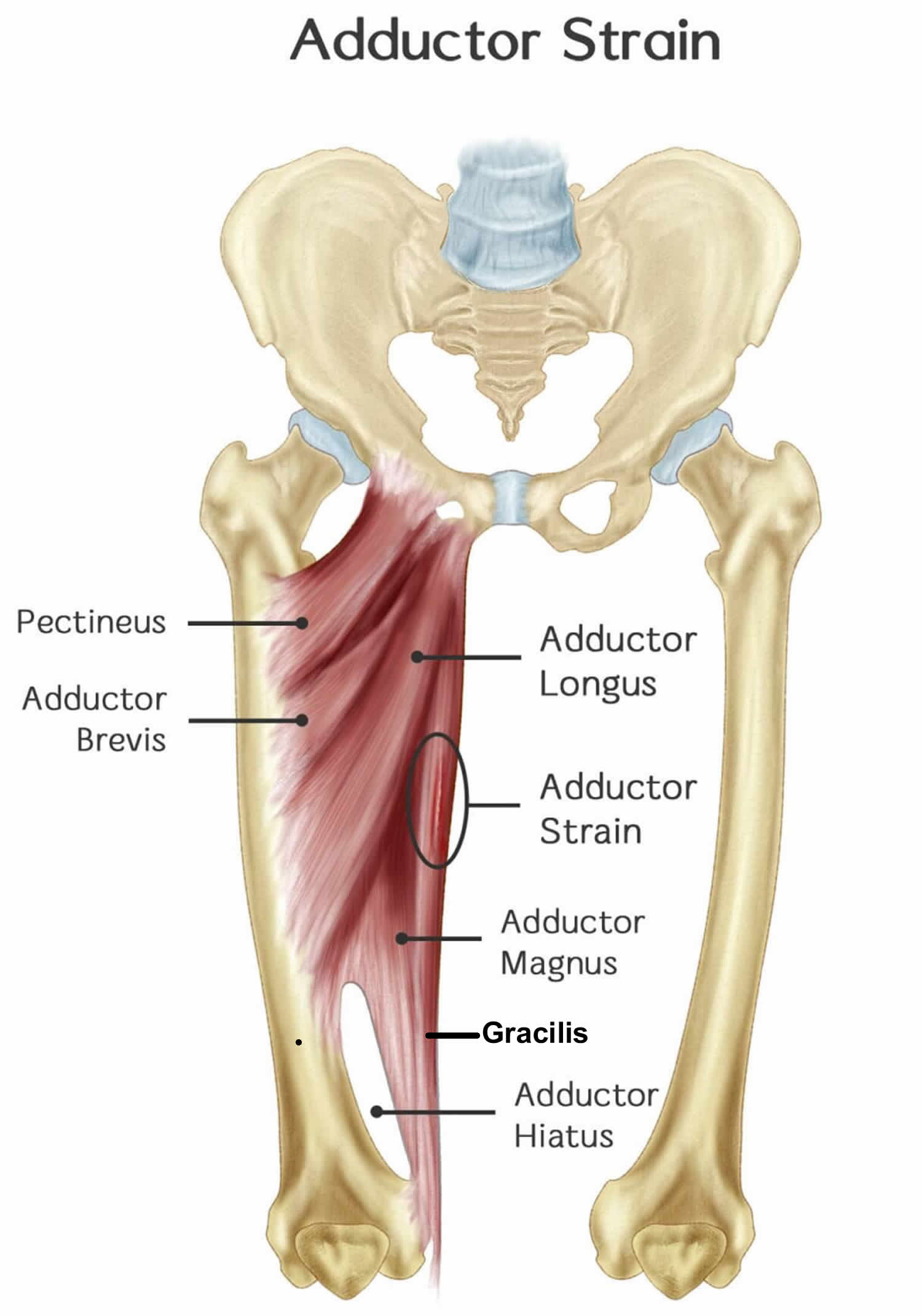 Adductor Magnus Longus Brevis