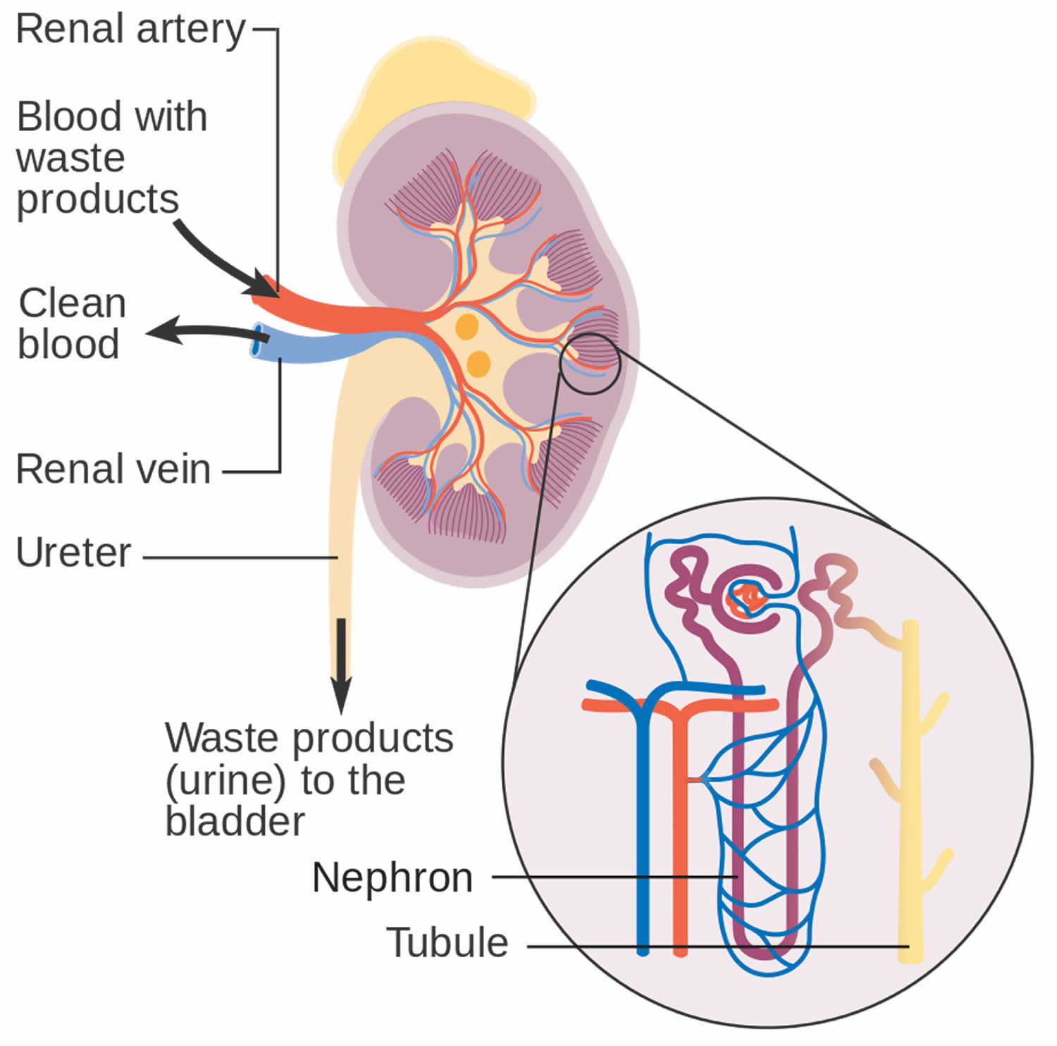How kidneys work