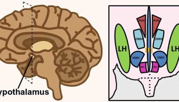 lateral hypothalamus