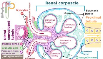 membranous glomerulonephritis