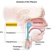 nasopharynx