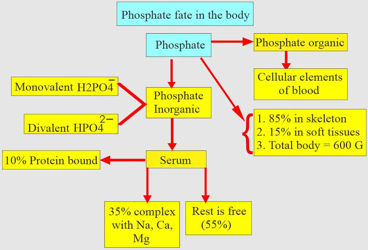 phosphate in body