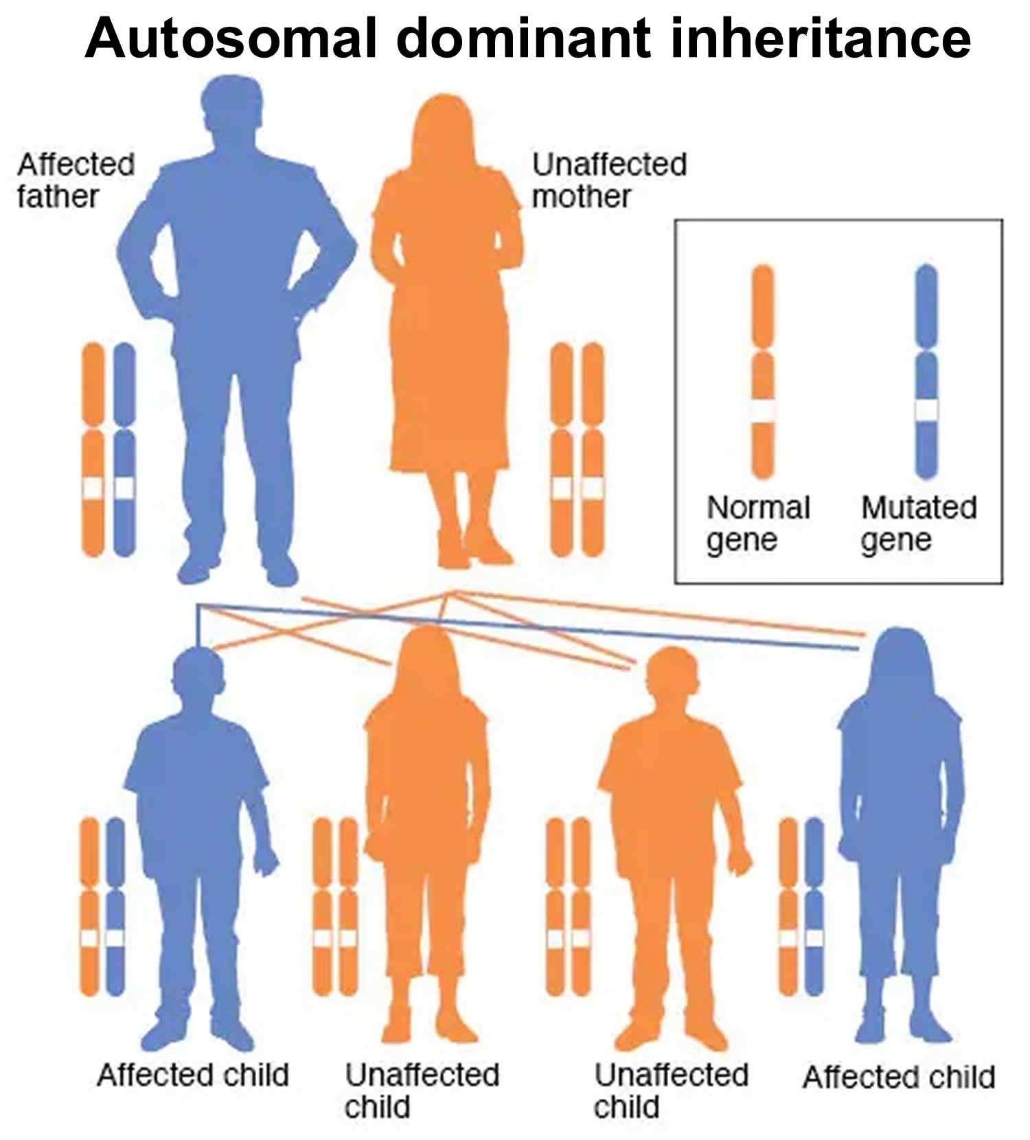 Alternating hemiplegia of childhood autosomal dominant inheritance pattern