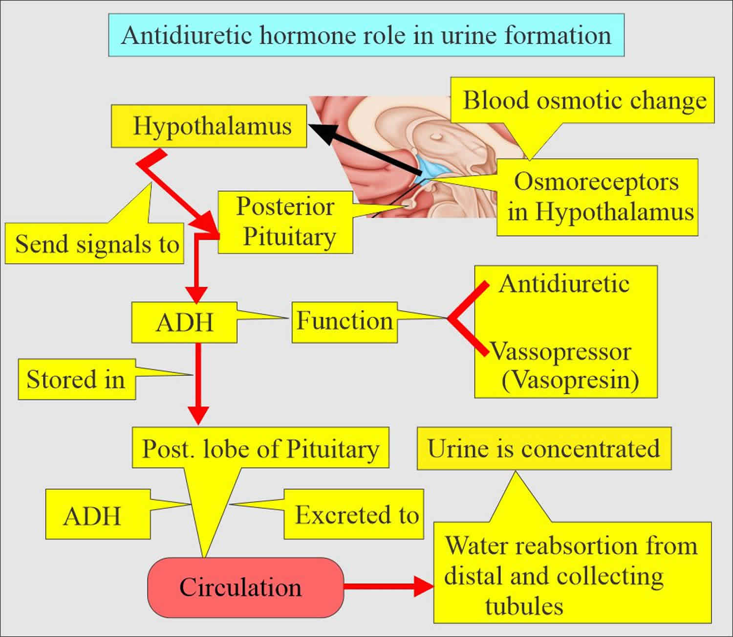 Antidiuretic hormone production