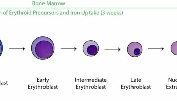 Erythropoiesis