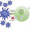 Familial hemophagocytic lymphohistiocytosis