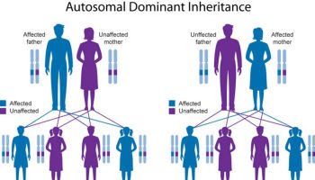 mendelian inheritance