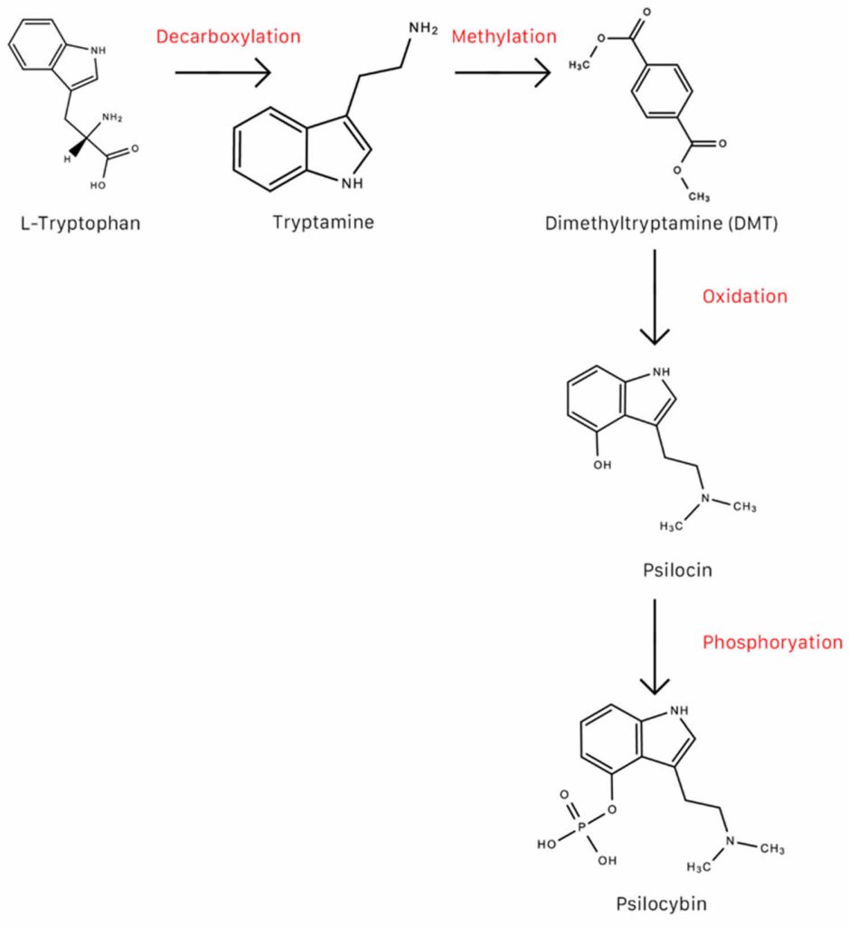 Psilocybin, Uses, Mechanism Of Action, Side Effects, Safety