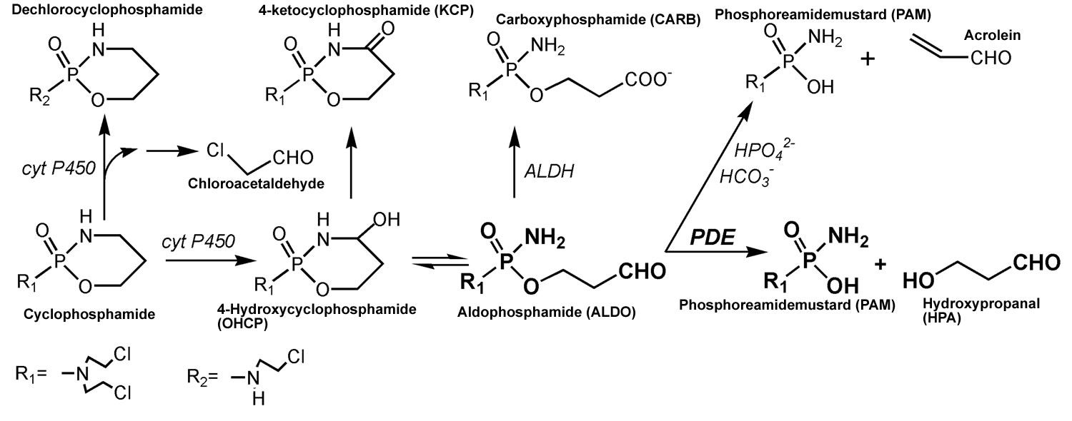 Cyclophosphamide metabolic pathways