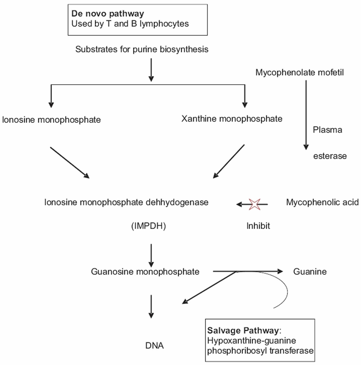 Mycophenolate mofetil mechanism of action