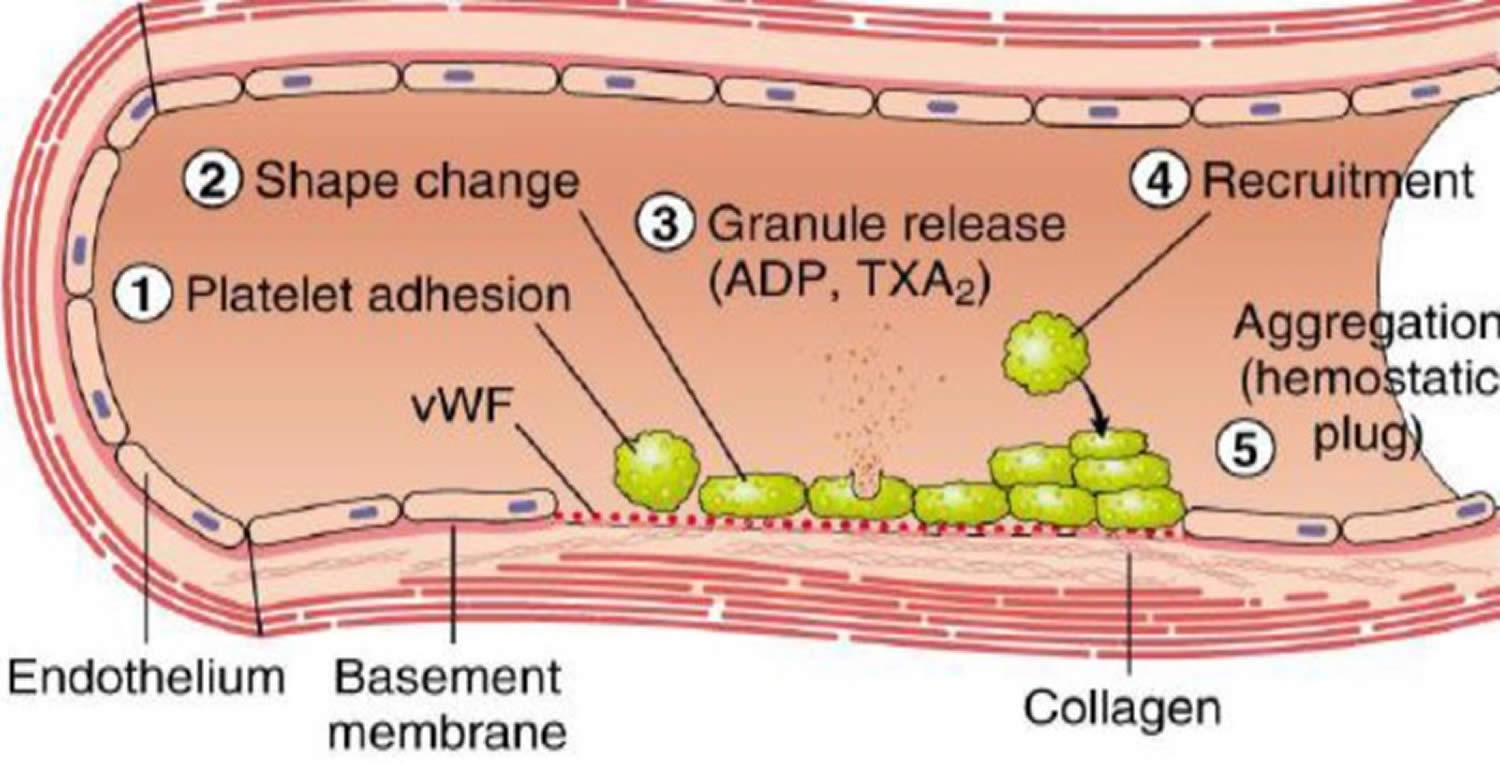 Platelet plug formation phase of blood coagulation pathway