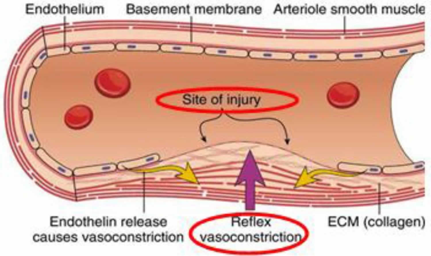 Vasoconstriction phase of blood coagulation pathway
