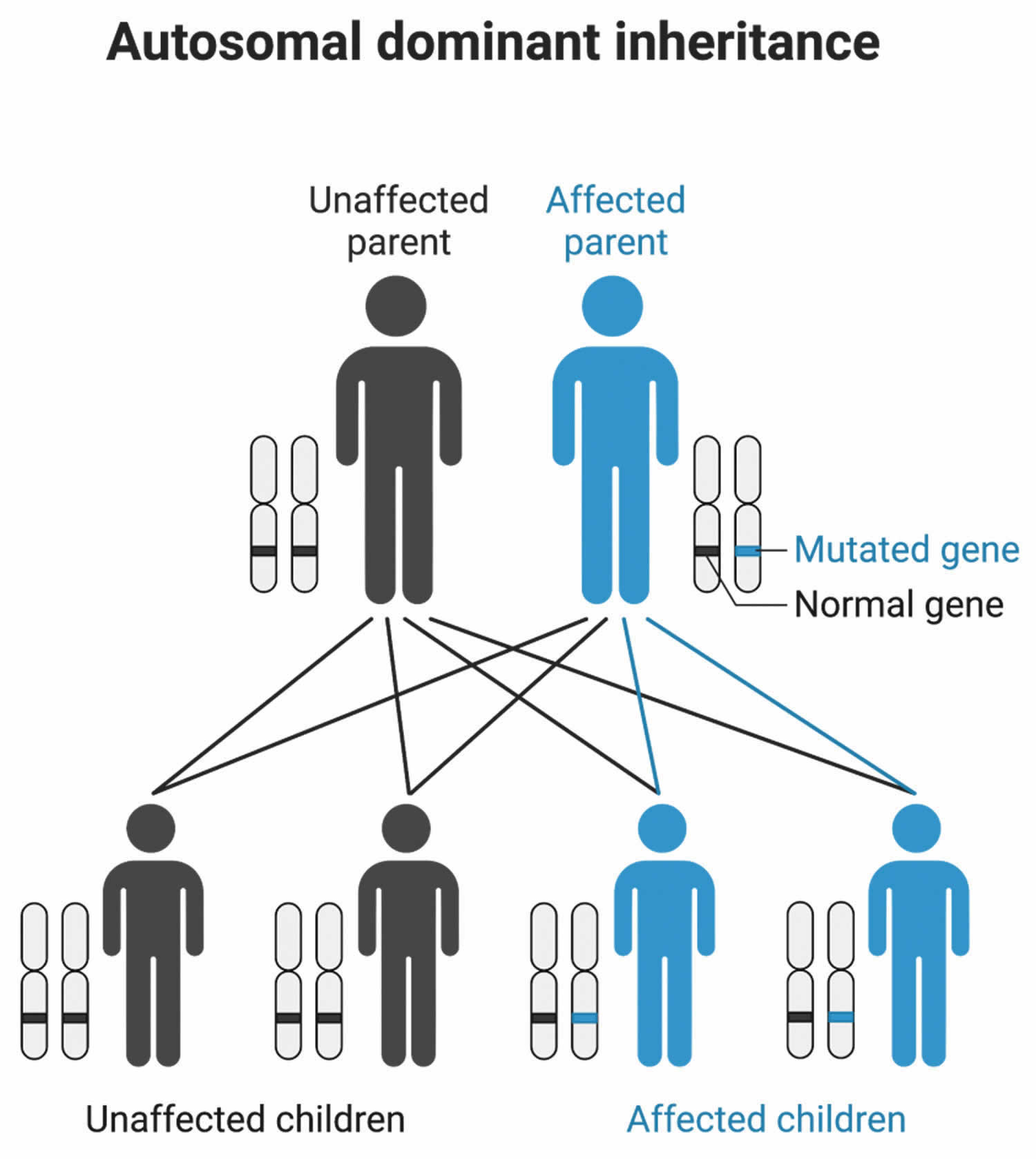Cornelia de Lange syndrome autosomal dominant inheritance pattern